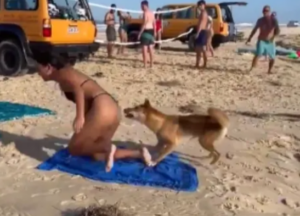 Turista francesa é atacada por cachorro que morde bunda de banhista em praia australiana
