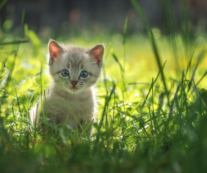 DF cria 1ª delegacia para proteção animal do país