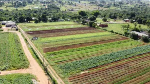 Vicente Pires e Park Way se destacam na agricultura urbana e periurbana