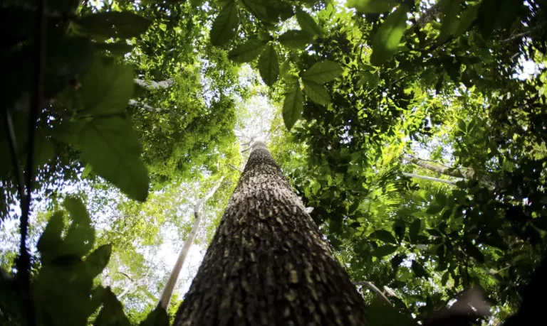 Brasil propõe fundo global para preservação de florestas tropicais na COP28