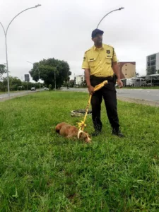 Agentes do Detran resgatam pitbull desorientado em Taguatinga