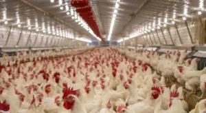 Japão remove suspensão sobre importação de aves vivas e ovos férteis do Brasil