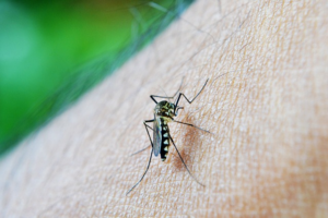 Dengue: Queda de casos em 9 estados