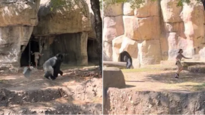 Vídeo viral: Gorila em fúria coloca tratadores em perigo