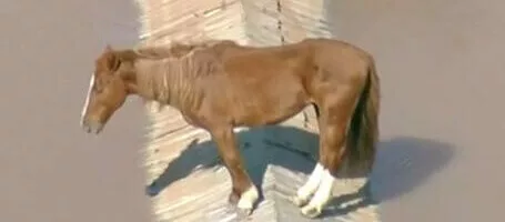 Cavalo Ilhado em Canoas (RS): Imagens Impactantes Registradas em Vídeo