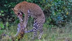 Vídeo: Leopardo enfrenta cobra píton em safári