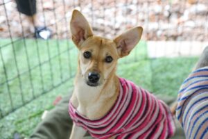 Projeto-piloto resgata cães de rua e oferece vacinação e adoção no DF