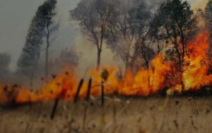 Goiás contra o fogo: como todos podem ajudar a combater as queimadas