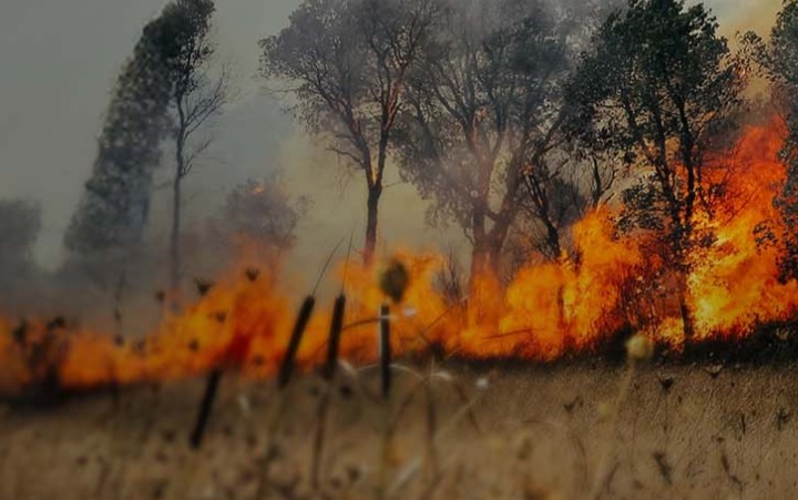 Goiás contra o fogo: como todos podem ajudar a combater as queimadas