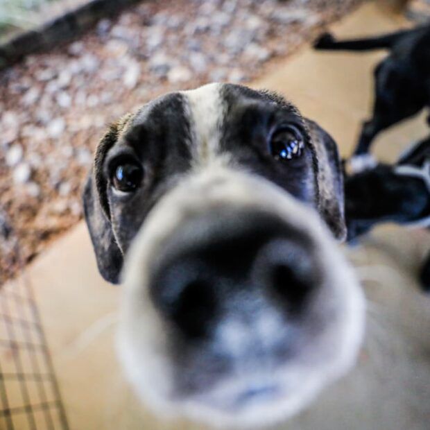 Ceilândia recebe a maior Caravana de Proteção Animal do DF