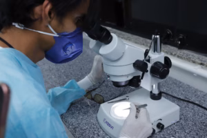 Biofábrica no DF produz mosquitos que ajudam no combate à dengue