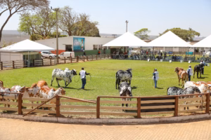 Festa do Morango, Expoabra e desfile de 7 de Setembro aquecem o turismo